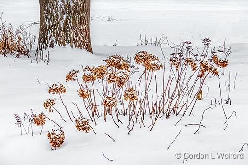 Winter Garden_P1230812.jpg - Photographed at Smiths Falls, Ontario, Canada.